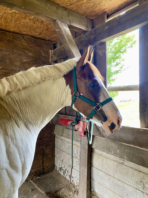 Paint-Mix sucht 5* Zuhause, Sabrina Escher, Horses For Sale, Halver, Image 2