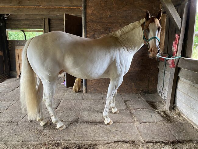 Paint-Mix sucht 5* Zuhause, Sabrina Escher, Horses For Sale, Halver
