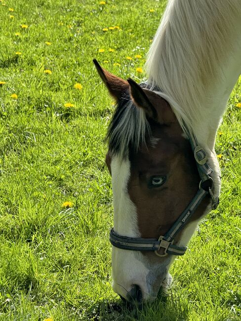 Paint Horse, Kathrin , Horses For Sale, Porta Westfalica , Image 2