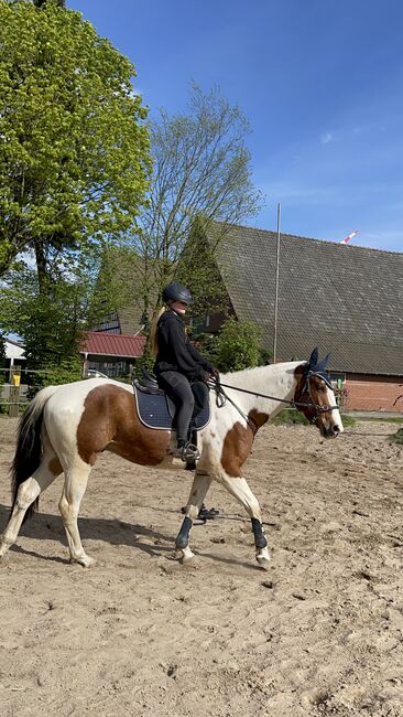 Paint Horse, Kathrin , Horses For Sale, Porta Westfalica , Image 3