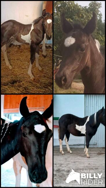 Paint Horse - Stute, Roman, Horses For Sale, Lackendorf, Image 6