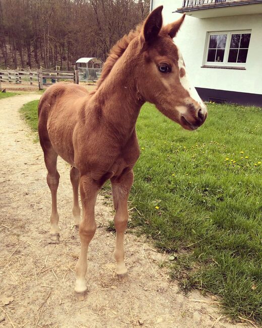 Paint Stute / Quarter High Brow Cat, GM Horses, Pferd kaufen, Warburg, Abbildung 7