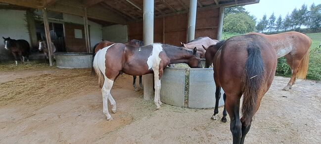 Paint Hose Hengstfohlen BLACK TOBIANO, KATJA ALTENSTRASSER , Horses For Sale, AURACH AM HONGAR , Image 5