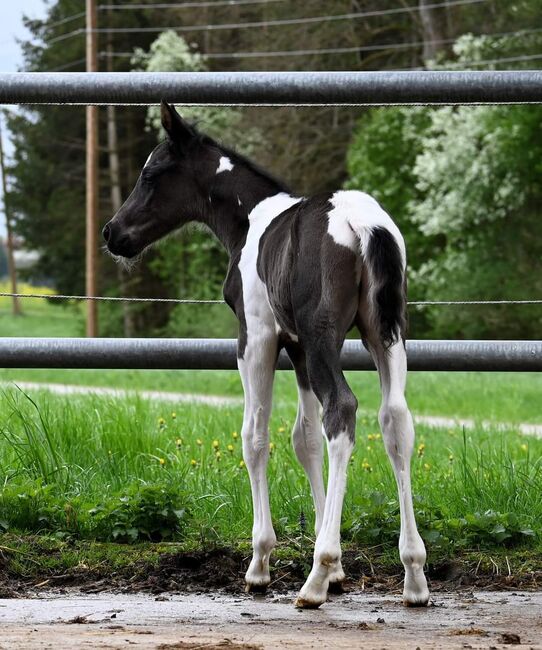 Paint Hose Hengstfohlen BLACK TOBIANO, KATJA ALTENSTRASSER , Horses For Sale, AURACH AM HONGAR , Image 2