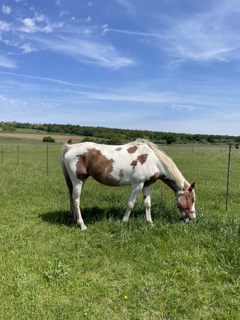 Paint/Warmblut Mix Stute, Jaqueline Regatschnig, Pferd kaufen, Schattendorf , Abbildung 4