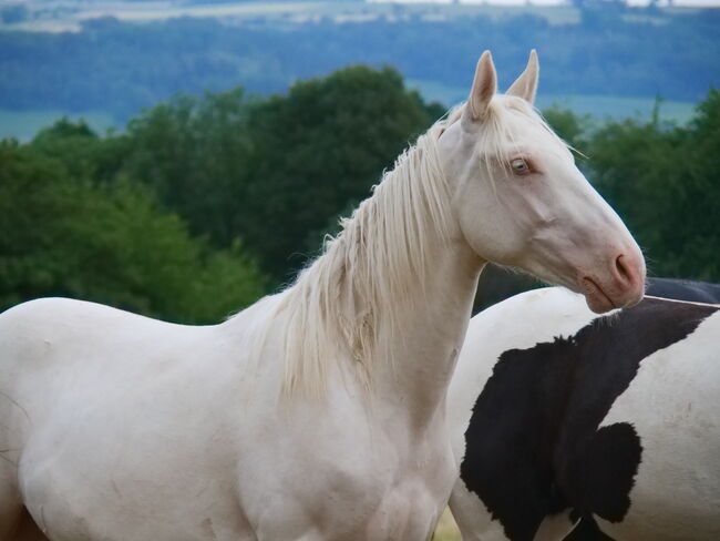 Paint x Pinto Wallach (Cremello/ Tobiano), Thomas Graßhoff, Horses For Sale, Nordrhein-Westfalen - Marienmünster, Image 6