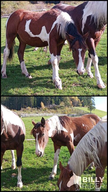 Paint Jährling, Tania Stauder, Horses For Sale, Sarntal, Image 3