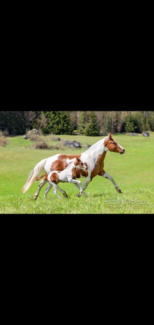 Painthengstfohlen, Margit Schaurhofer, Horses For Sale, Dorfstetten, Image 6