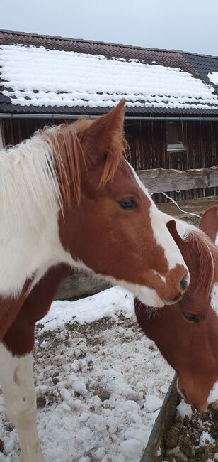 Painthengstfohlen, Margit Schaurhofer, Horses For Sale, Dorfstetten, Image 2