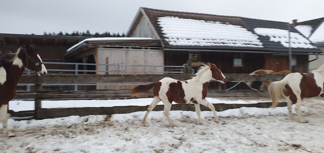 Painthengstfohlen, Margit Schaurhofer, Horses For Sale, Dorfstetten, Image 5