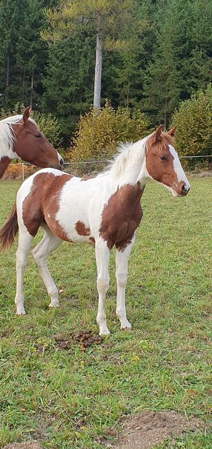 Painthengstfohlen, Margit Schaurhofer, Horses For Sale, Dorfstetten, Image 4