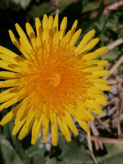 Painthorse 3j, Sunbeam Ranch! , Horses For Sale, Kaufbeuren 