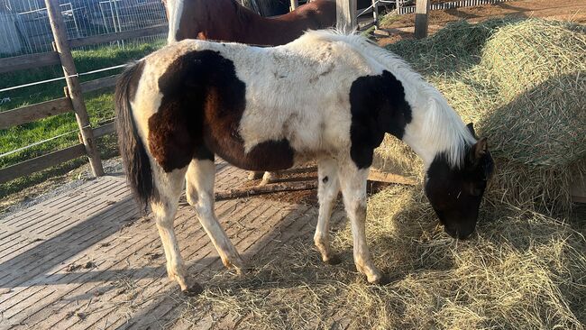 Painthorse Stutjährling sucht neuen Wirkungskreis, Meuche Alex, Horses For Sale, Arnstorf , Image 2