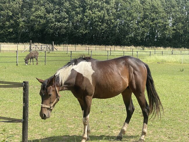 Painthorse, Kremer Berendsen , Horses For Sale, Breedenbroek , Image 3