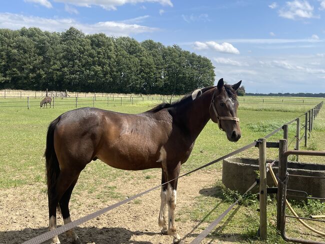 Painthorse, Kremer Berendsen , Horses For Sale, Breedenbroek , Image 2