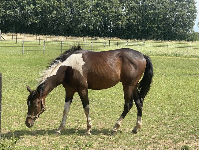 Painthorse, Kremer Berendsen , Horses For Sale, Breedenbroek 