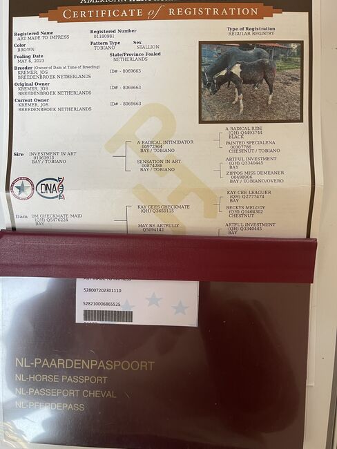 Painthorse, Kremer Berendsen , Horses For Sale, Breedenbroek , Image 4