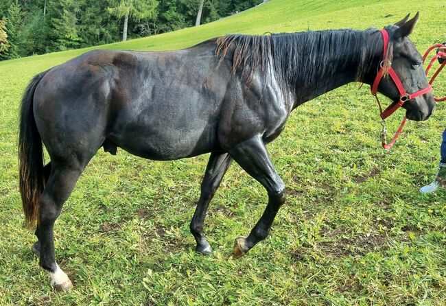 Painthorse Wallach, Black Shadow, Horses For Sale, Sarntal, Image 5