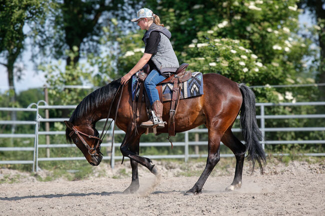 Painthorse Wallach zu verkaufen, Anke Hensiek, Horses For Sale, Varel Dangastermoor