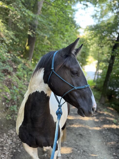 Painthorse Stute - Traumpferd zum verlieben, Natascha Rainer, Horses For Sale, Volders