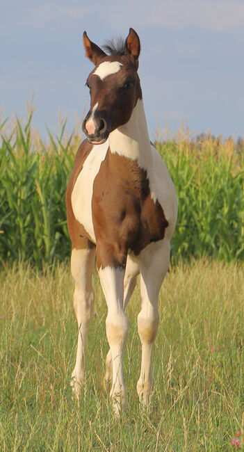 Painthorse Stutjährling sucht neuen Wirkungskreis, Meuche Alex, Horses For Sale, Arnstorf , Image 9