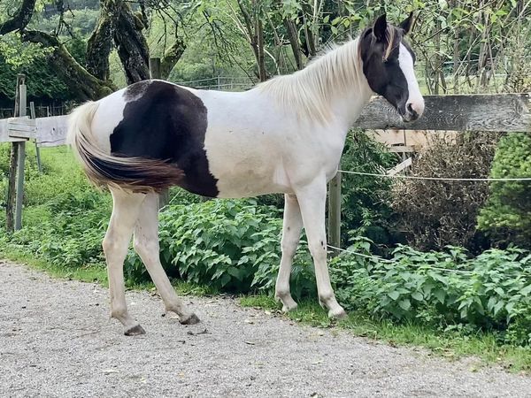 Painthorse Stute, zweijährig, Eva-Maria Haas, Pferd kaufen, Gerlos, Abbildung 6