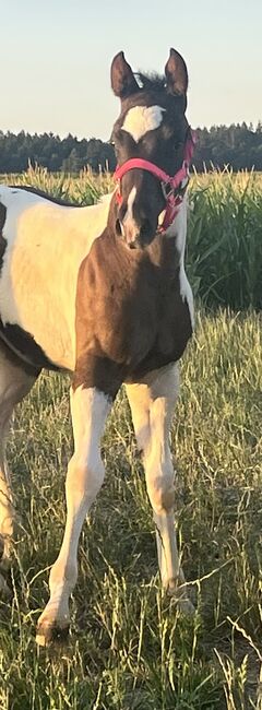 Painthorse Stutjährling sucht neuen Wirkungskreis, Meuche Alex, Pferd kaufen, Arnstorf , Abbildung 7