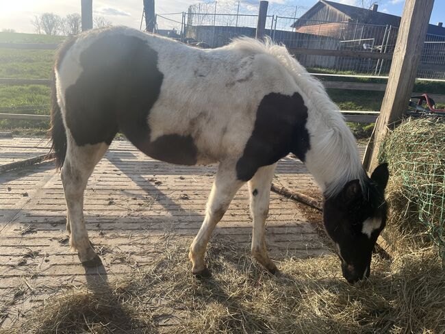 Painthorse Stutjährling sucht neuen Wirkungskreis, Meuche Alex, Pferd kaufen, Arnstorf , Abbildung 4