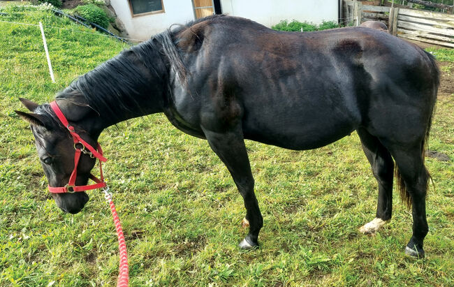 Painthorse Wallach, Black Shadow, Pferd kaufen, Sarntal