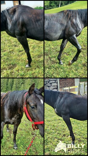 Painthorse Wallach, Black Shadow, Pferd kaufen, Sarntal, Abbildung 6