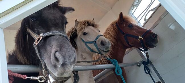 Hellerdfarbener 2jähriger Wallach, Marion Rethwisch, Horses For Sale, Nieblum, Image 8
