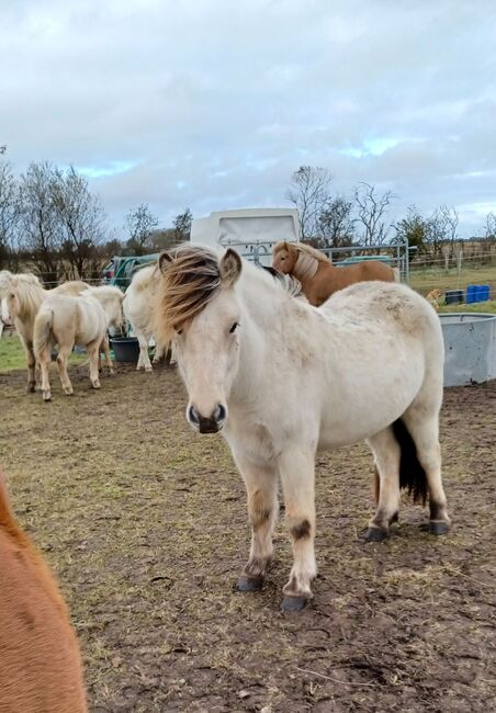 Hellerdfarbener 2jähriger Wallach, Marion Rethwisch, Horses For Sale, Nieblum, Image 11