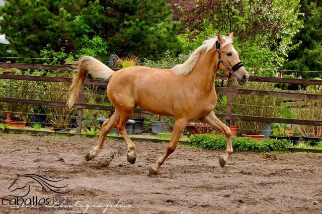 Palomino Andalusier Stute - ca. 1.63 m - anlongiert, Thomas Adams (Caballos PRE), Horses For Sale, Bell, Image 4