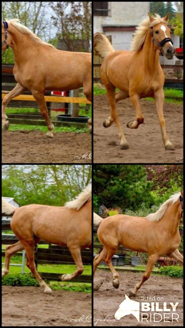 Palomino Andalusier Stute - ca. 1.63 m - anlongiert, Thomas Adams (Caballos PRE), Horses For Sale, Bell, Image 11