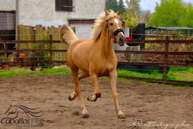 Palomino Andalusier Stute - ca. 1.63 m - anlongiert, Thomas Adams (Caballos PRE), Horses For Sale, Bell, Image 6