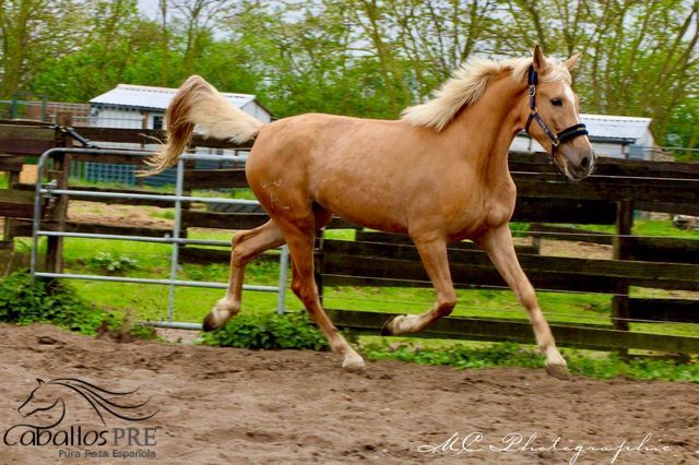Palomino Andalusier Stute - ca. 1.63 m - anlongiert, Thomas Adams (Caballos PRE), Horses For Sale, Bell, Image 3