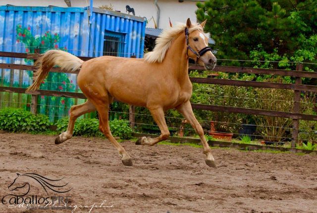 Palomino Andalusier Stute - ca. 1.63 m - anlongiert, Thomas Adams (Caballos PRE), Horses For Sale, Bell, Image 5