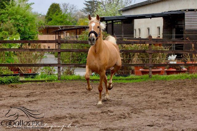 Palomino Andalusier Stute - ca. 1.63 m - anlongiert, Thomas Adams (Caballos PRE), Horses For Sale, Bell, Image 8