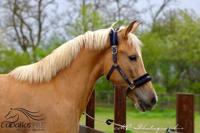 Palomino Andalusier Stute - ca. 1.63 m - anlongiert, Thomas Adams (Caballos PRE), Horses For Sale, Bell, Image 7