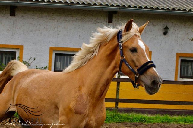 Palomino Andalusier Stute - ca. 1.63 m - anlongiert, Thomas Adams (Caballos PRE), Horses For Sale, Bell, Image 10