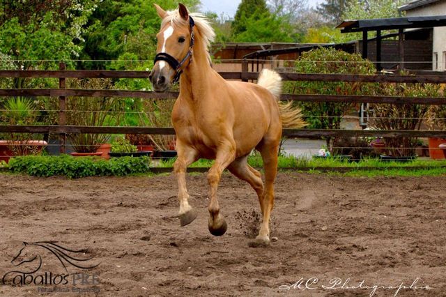 Palomino Andalusier Stute - ca. 1.63 m - anlongiert, Thomas Adams (Caballos PRE), Horses For Sale, Bell, Image 9
