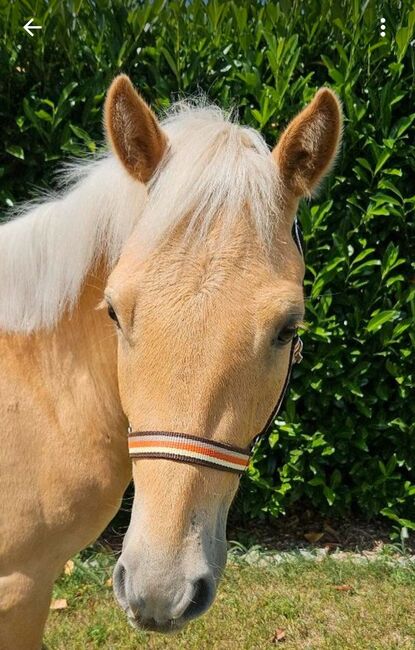 Palomino / Barbiepony 🌸, FB, Horses For Sale, Mixdorf, Image 3