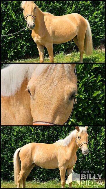 Palomino / Barbiepony 🌸, FB, Horses For Sale, Mixdorf, Image 4