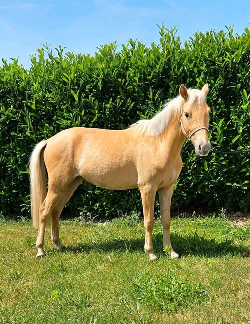 Palomino / Barbiepony 🌸, FB, Horses For Sale, Mixdorf, Image 2