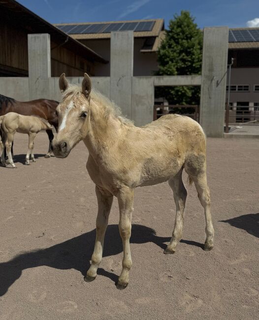 Palomino Hengstfohlen 2026 - Wimpy x Hollywood Dun It, Amelie Liegl, Pferd kaufen, Eppan