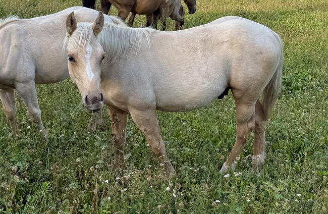 Palomino Hengstfohlen 2026 - Wimpy x Hollywood Dun It, Amelie Liegl, Pferd kaufen, Eppan