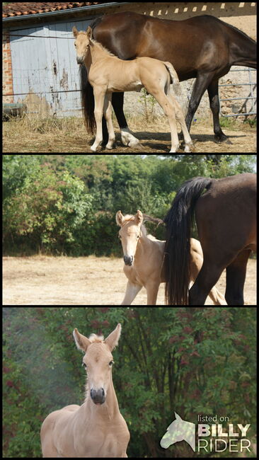 Palomino Hengstfohlen – Sportliches Blut & Zukunftsperspektive, lemaponies, Horses For Sale, Rolle, Image 4