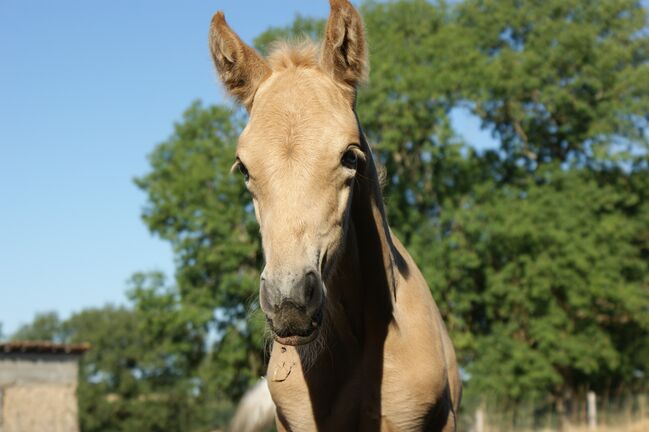 Palomino Hengstfohlen – Sportliches Blut & Zukunftsperspektive, lemaponies, Horses For Sale, Rolle, Image 2
