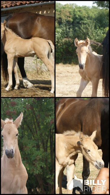 Palomino Hengstfohlen – Sportliches Blut & Zukunftsperspektive, lemaponies, Horses For Sale, Rolle, Image 6