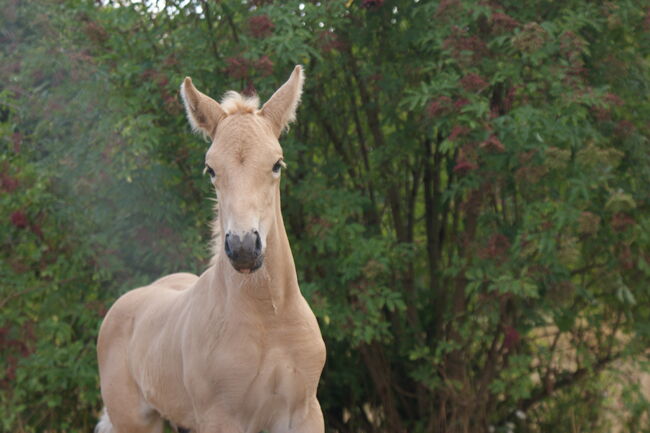 Palomino Hengstfohlen – Sportliches Blut & Zukunftsperspektive, lemaponies, Konie na sprzedaż, Rolle, Image 3
